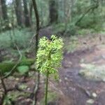 Amianthium muscitoxicum Virág