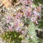 Pseudorlaya pumila പുഷ്പം