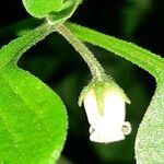 Salpichroa origanifolia Flor
