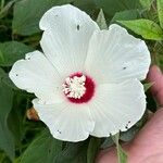 Hibiscus laevis Virág