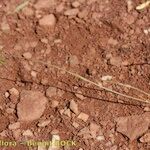 Psilurus incurvus Ekosanga