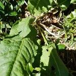 Rumex pulcherLeaf