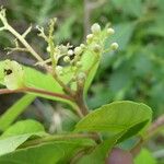 Schinus terebinthifolius Květ
