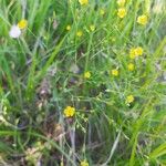 Linum trigynum 花