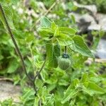 Codonopsis clematidea Blomst