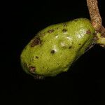 Moquilea platypus Fruit