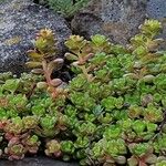 Sedum oreganum Ліст