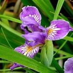 Iris douglasiana Květ