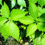 Parthenocissus quinquefolia Leaf