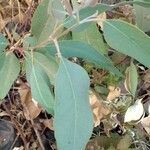 Eucalyptus polyanthemos Лист