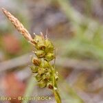 Carex liparocarpos Fruit