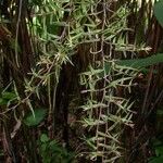 Epidendrum isomerum Хабит
