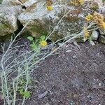 Helichrysum stenopterum Fiore