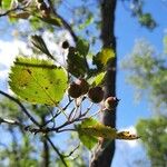 Crataegus douglasii Fruit