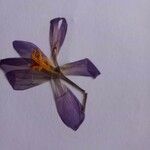 Crocus nudiflorusFlor