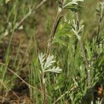 Potentilla inclinata Φύλλο