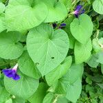 Ipomoea hederifolia عادت داشتن