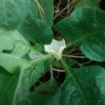 Physalis alkekengi Flower