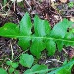 Lactuca plumieri Ліст