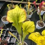 Sarracenia flava Folha