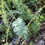 Astragalus onobrychis Fuelha