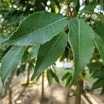 Quercus myrsinifolia Blatt