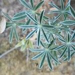 Lupinus albifrons Leaf