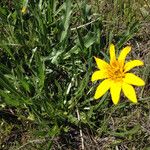 Wyethia angustifolia Flower