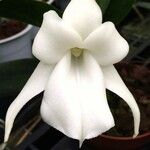Angraecum magdalenae Fleur