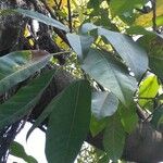 Ficus lacor Blad