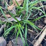 Carex oederi Leaf