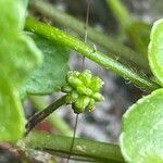 Bowlesia incana Leaf