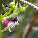 Scrophularia striata Flower