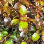 Coprosma repens Ліст