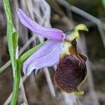 Ophrys crabronifera Fula