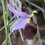 Ophrys crabronifera