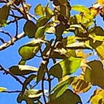 Lonicera biflora Fuelha