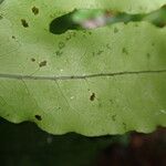 Bolbitis auriculata Leaf