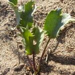 Eryngium maritimum পাতা