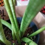 Dracaena angolensisFeuille