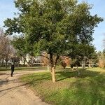 Quercus myrsinifolia Habitus