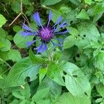 Centaurea montana Λουλούδι