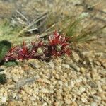 Calyptridium monandrum Hábito