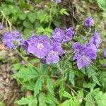 Phacelia bipinnatifida Flor