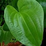 Caldesia parnassifolia Leaf