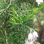 Erica lusitanica Leaf