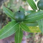 Alibertia edulis Fruit