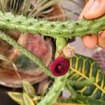 Huernia schneideriana Lorea