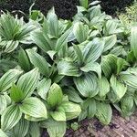 Veratrum nigrum Folha