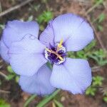 Herbertia darwinii Flower